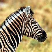 Burchell's zebra