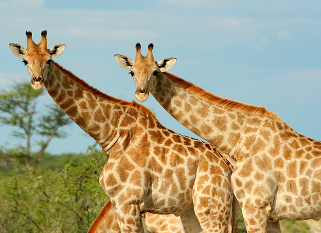 Giraffe Trophy Hunting Makadi Safaris