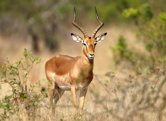 Common Impala Trophy Hunting Makadi Safaris