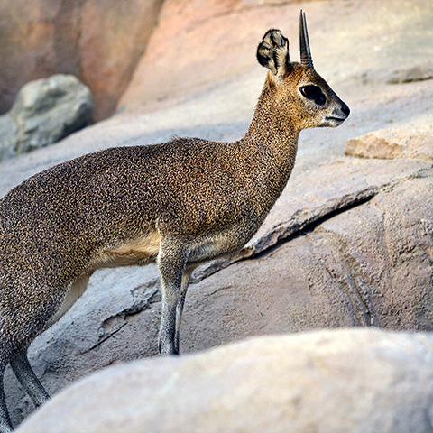 Klipspringer KLIPSPRINGER ANTELOPE Stock Photo Minden Pictures Klipspringer KLIPSPRINGER ANTELOPE Stock Photo Minden Pictures